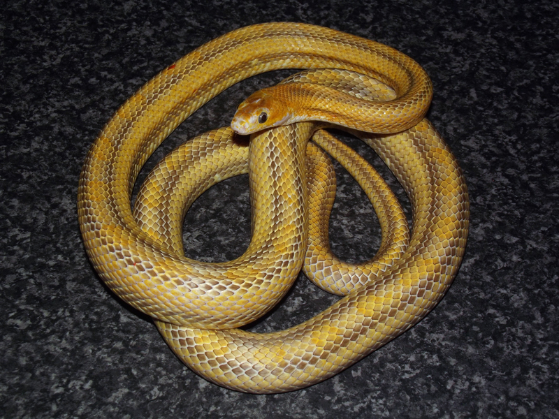 pantherophis obsoletus quadrivittatus